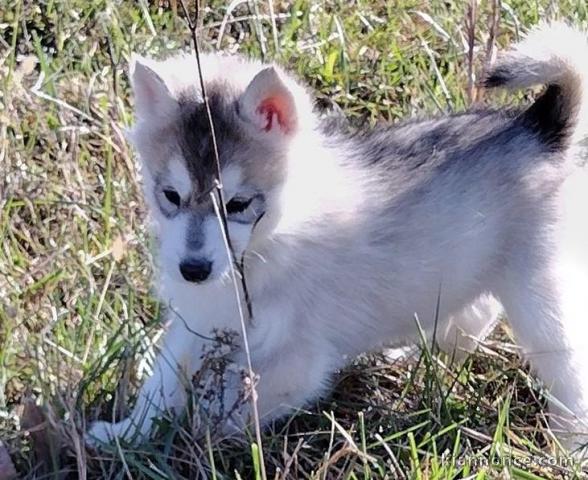 Chiot Siberian Husky lof a donner