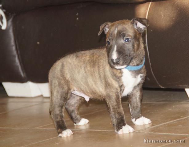 Chiot Bull Terrier lof a donner