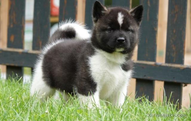 chiot Akita Américain lof a donner