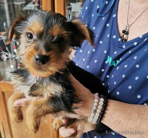 Chiot Yorkshire a donner