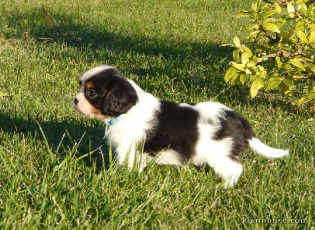 Chiots Cavaliers King Charles a donner