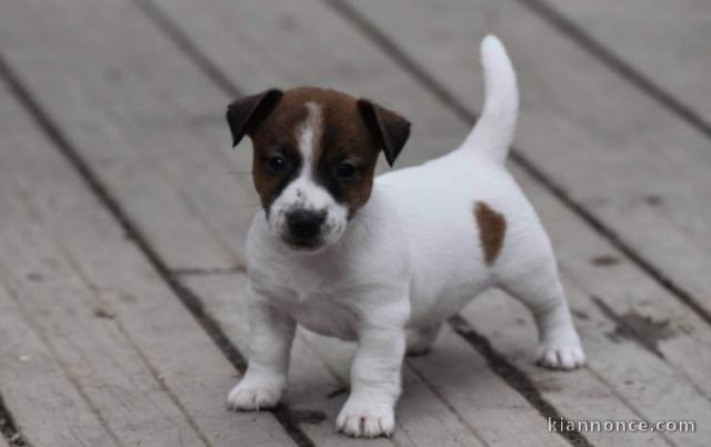 CHIOT JACK RUSSELL A DONNER