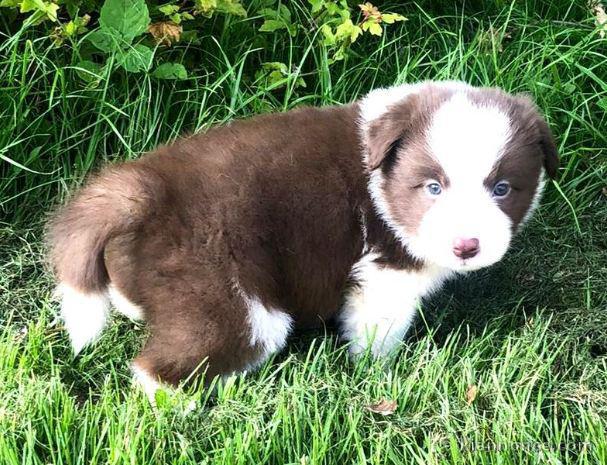 chiots Border collie a donner