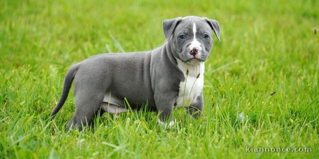 Chiot american staffordshire terrier