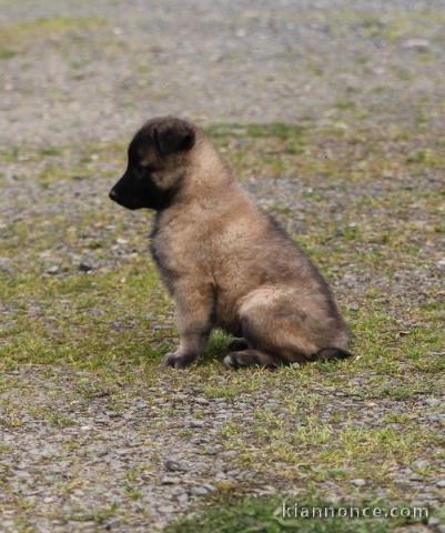 chiot berger belge  a donner