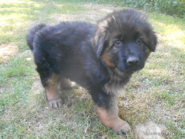 chiot Berger allemand a donner