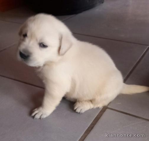 Chiots labradors a donner