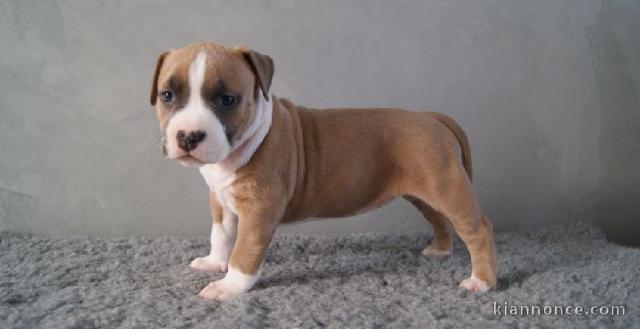 Chiot american staffordshire terrier