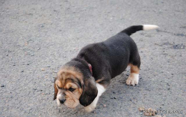 chiot Beagle a donner