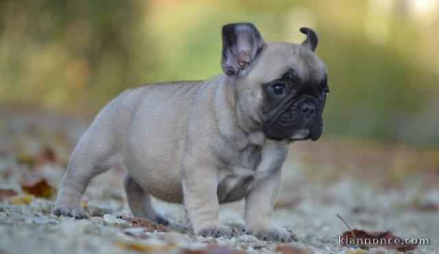 Chiot Bouledogue Français a donner