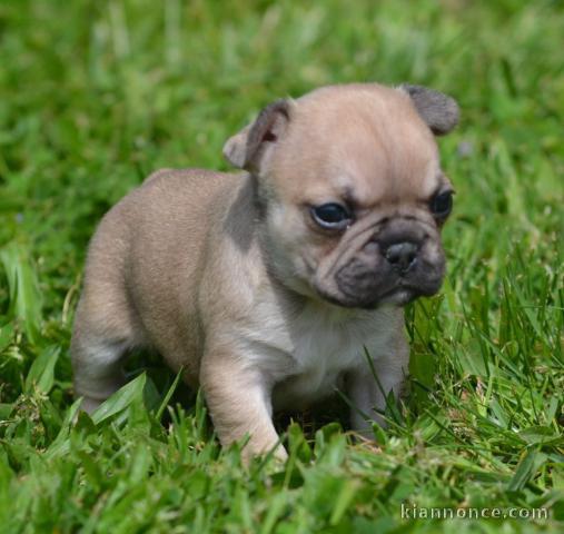 Chiot Bouledogue Français a donner