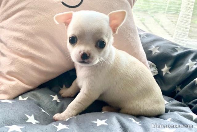 Chiot chihuahua  a donner