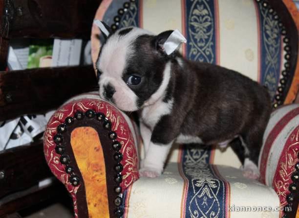 Chiot Boston Terrier  a donner