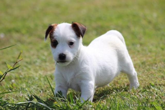 Chiot jack russell a donner