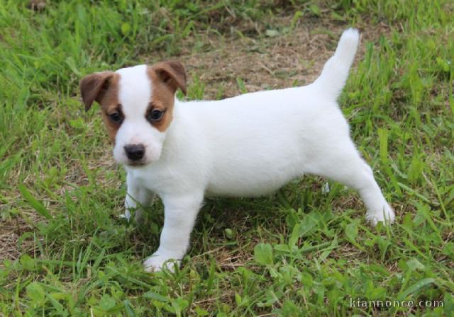 Chiot jack russell a donner