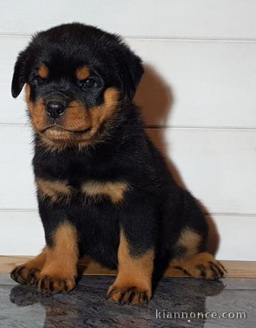 A donner chiot rottweiler lof