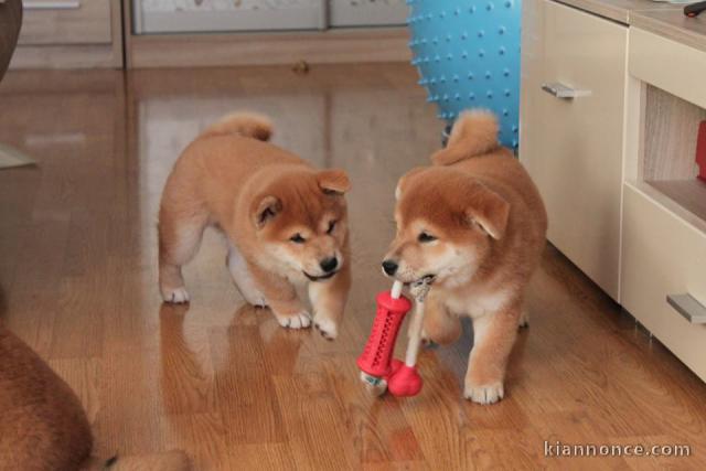 chiot Shiba inu a donner