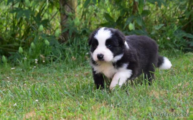 chiots Border collie a donner