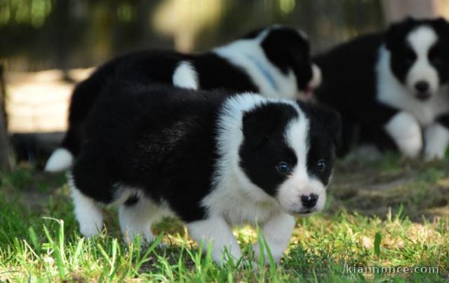 chiots Border collie a donner