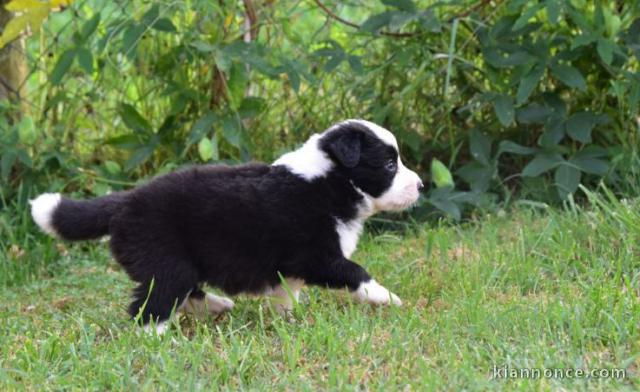 chiots Border collie a donner