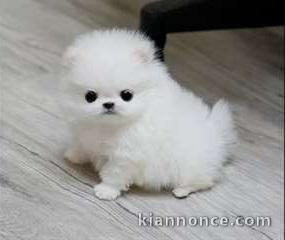 chiot Spitz pomeranian