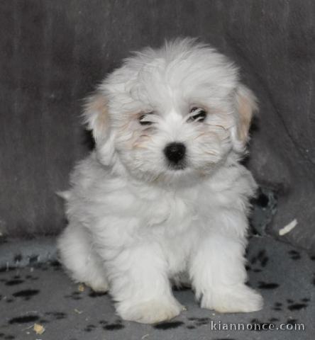 chiot Bichon Maltais a donner