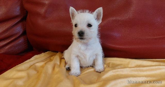 chiot Westie lof a donner