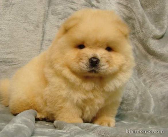 chiot chow chow lof a donner