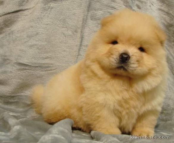 chiot chow chow lof a donner