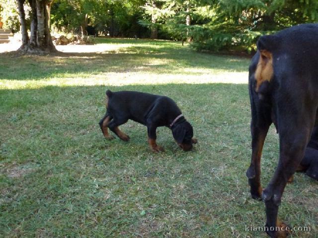 Magnifique chiots dobermann a donner