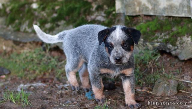 Chiot Bouvier australien a donner