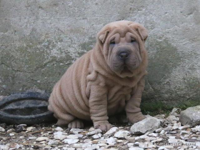 chiot Shar Pei a donner