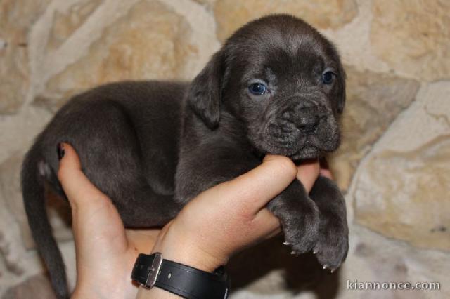 chiots cane corso lof a donner