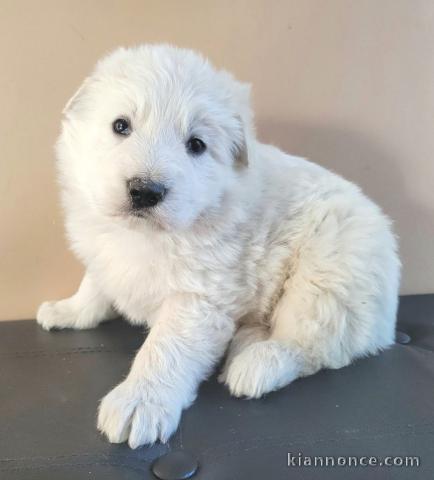 chiot berger blanc suisse à donner