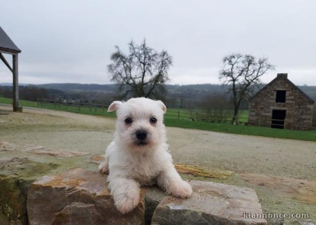 chiot Westie lof a donner