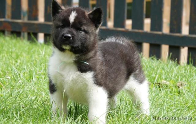 chiot Akita Américain a donner