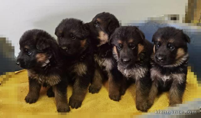 chiot Berger allemand a donner