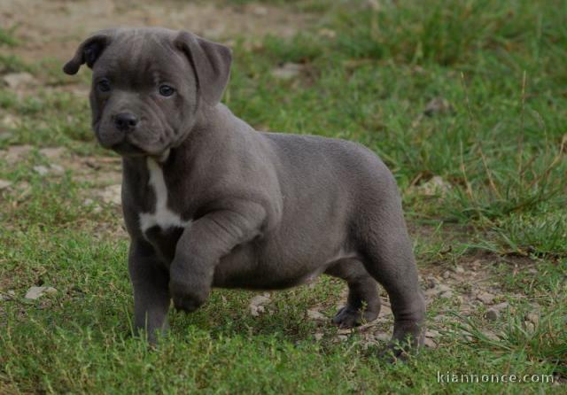 Chiots Staffordshire Bull Terrier a donner