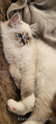 Disponible chaton Ragdoll pour une famille aimante