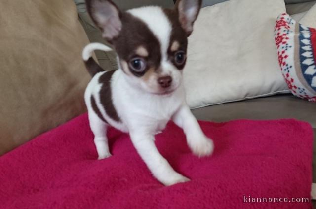 Chiot chihuahua  a donner