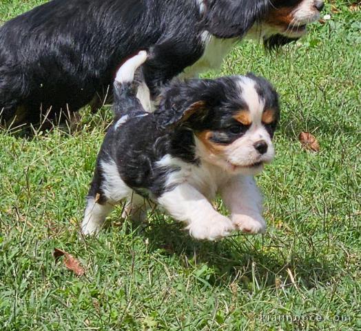 Chiots Cavaliers King Charles a donner