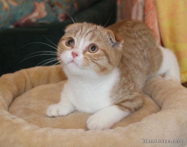 chaton Scottish fold a donner