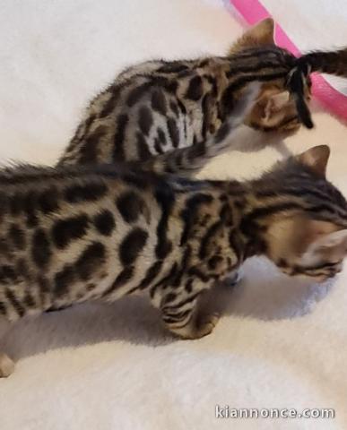 Chaton bengal  a donner