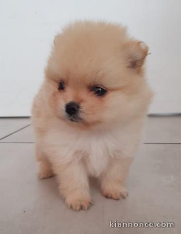 chiot Spitz allemand a donner