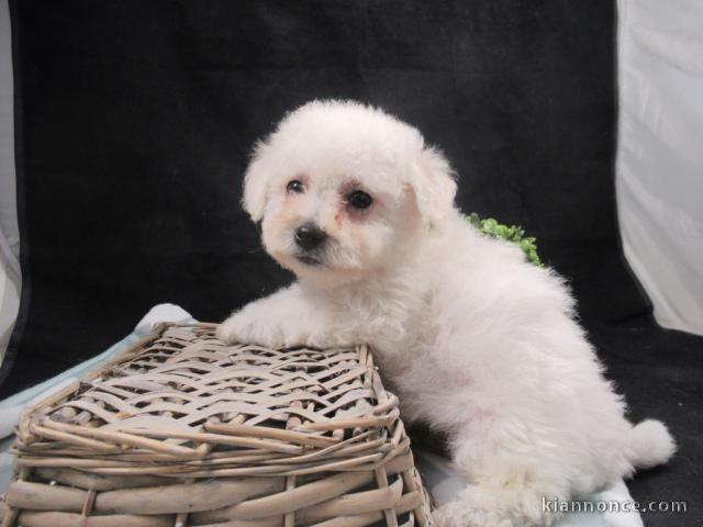 chiot Bichon frisé a donner