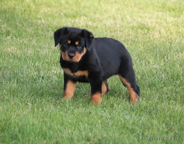 A donner chiot rottweiler lof