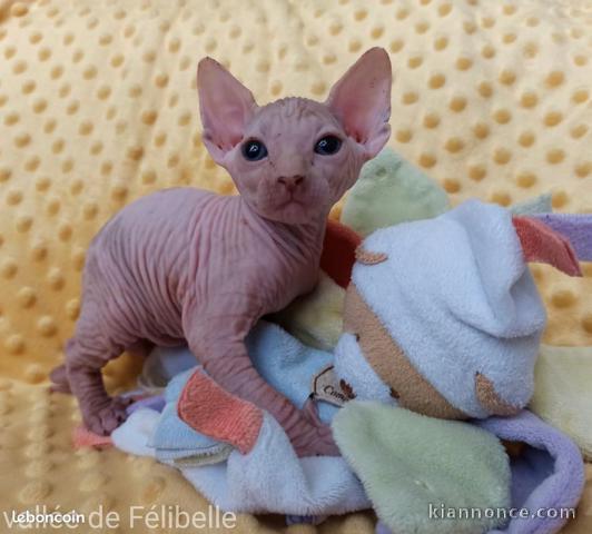 Chaton Sphynx a donner