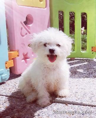 magnifique chiot bichons fraise à adopter 