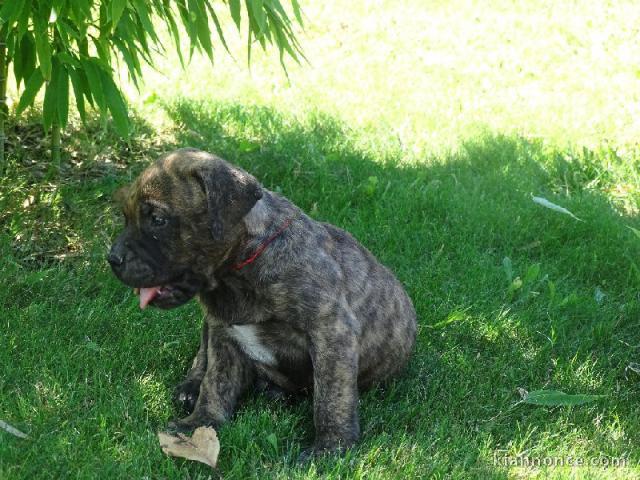 chiots bullmastiff lof a donner