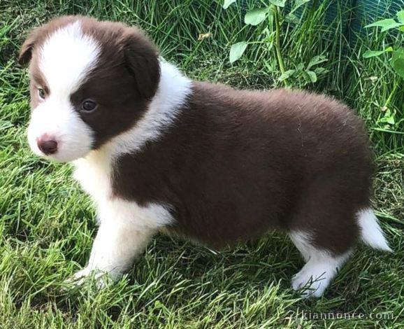 chiots Border collie a donner